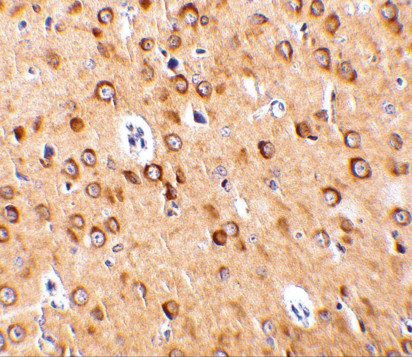C1qTNF4/CTRP4 Antibody - BSA Free
