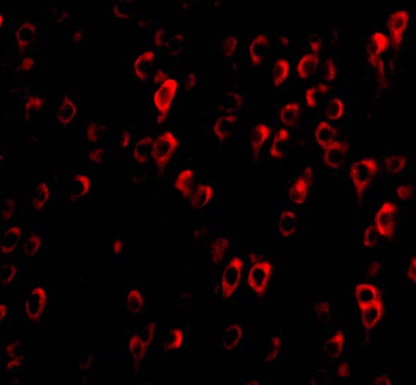 C1qTNF4/CTRP4 Antibody - BSA Free