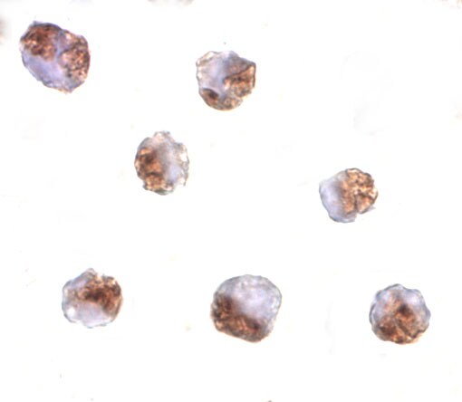 PAK6 Antibody - BSA Free