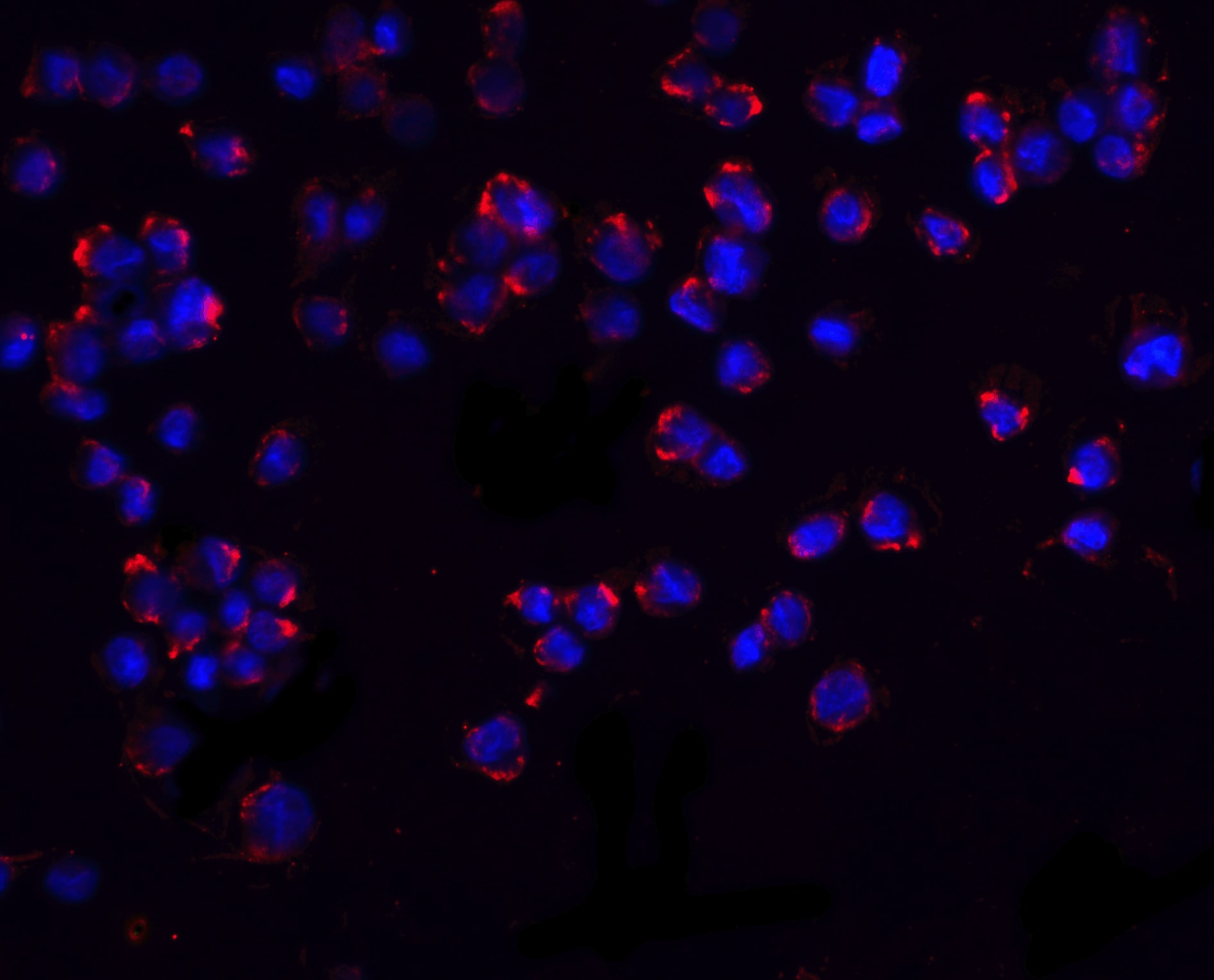 PUMA Antibody - BSA Free