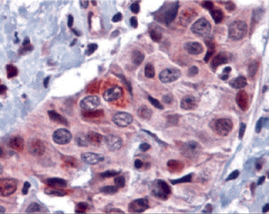 PUMA Antibody - BSA Free