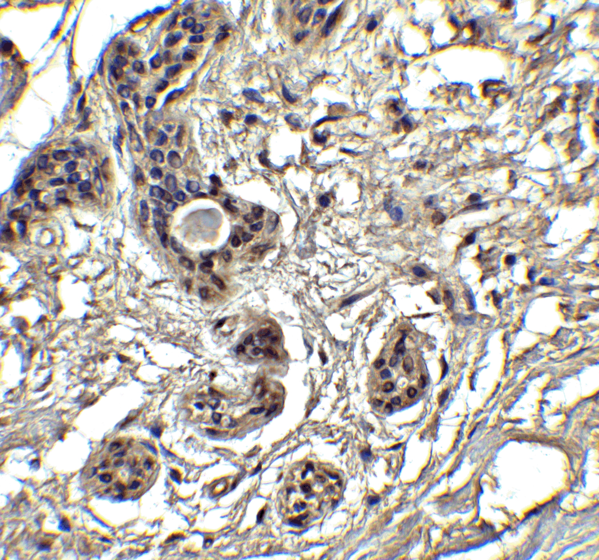PUMA Antibody - BSA Free