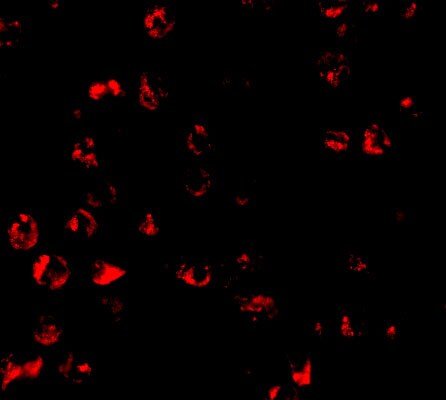 PUMA Antibody - BSA Free