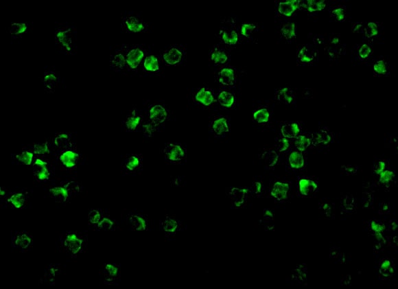 IRAK2 Antibody - BSA Free