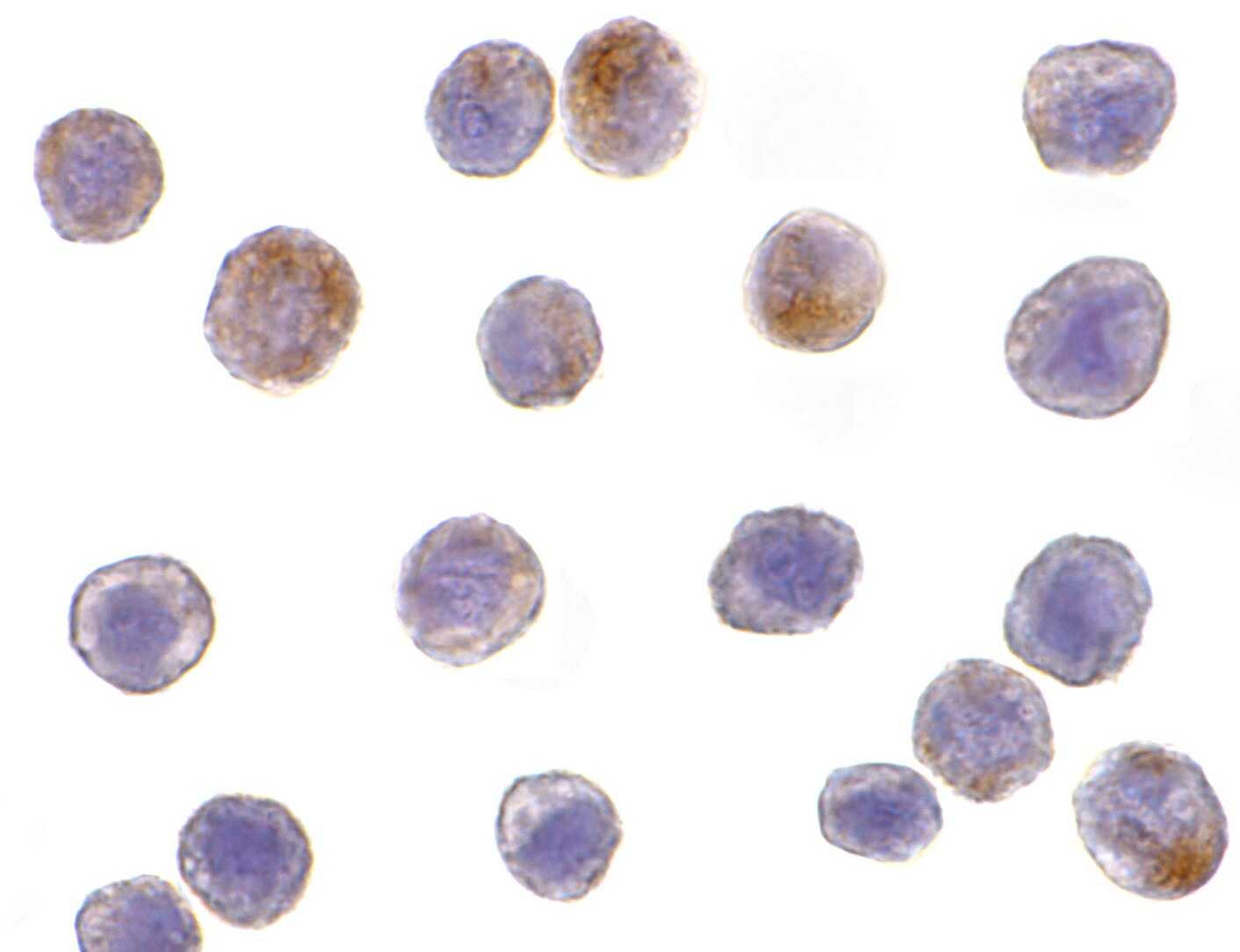 TRAF-3 Antibody - BSA Free