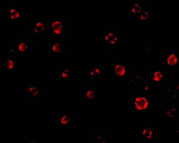 GRG (Groucho homolog) Antibody - BSA Free