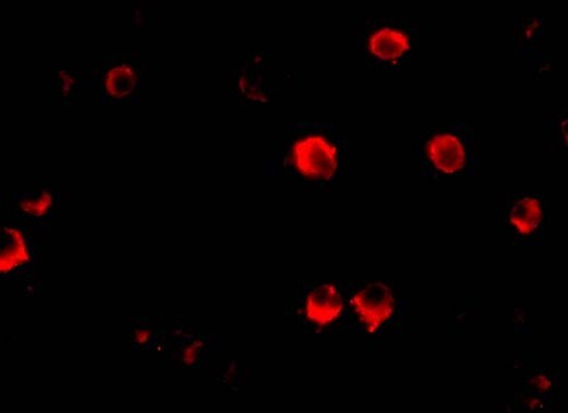 GRG (Groucho homolog) Antibody - BSA Free