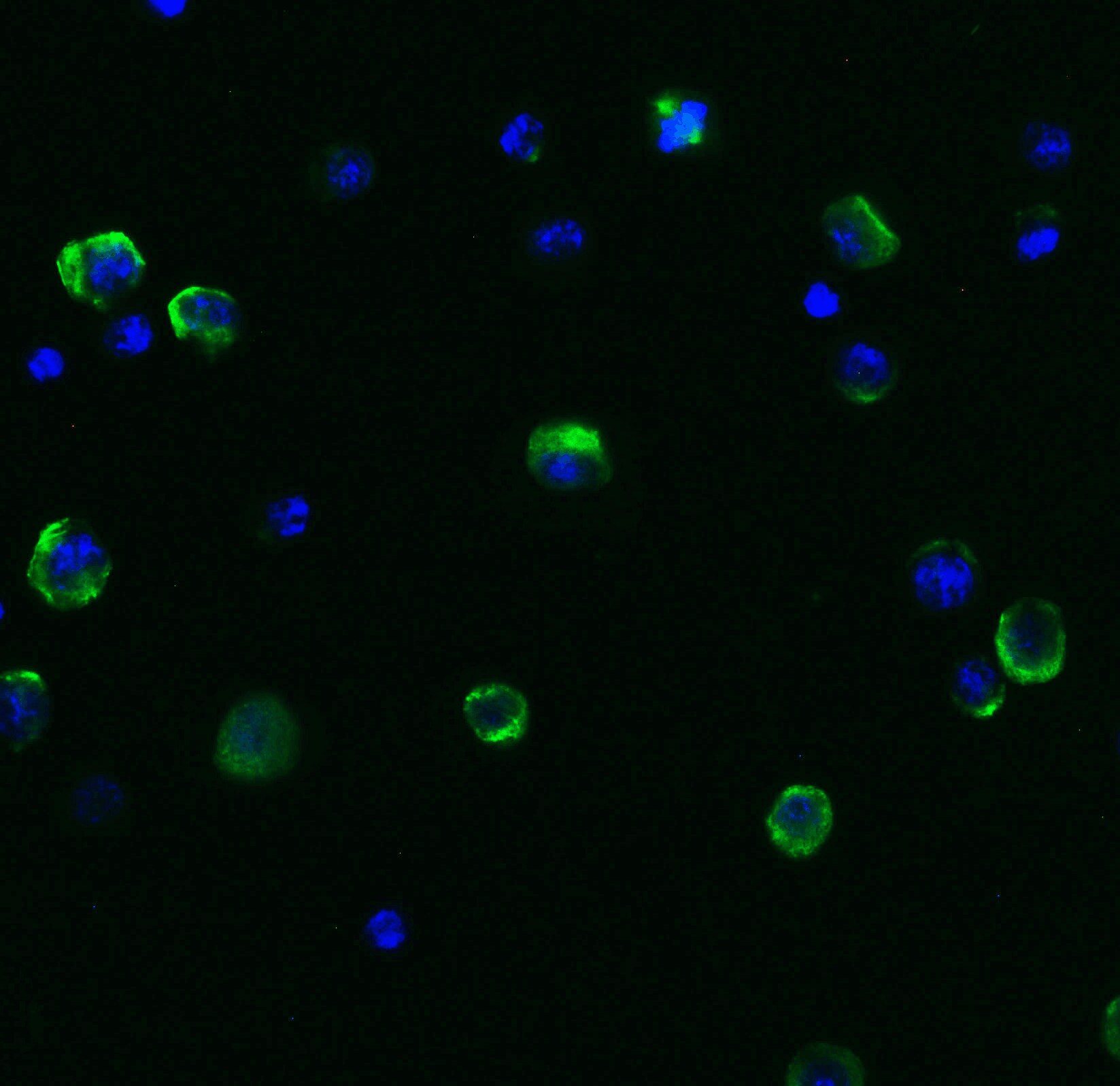 Beclin 1 Antibody - BSA Free