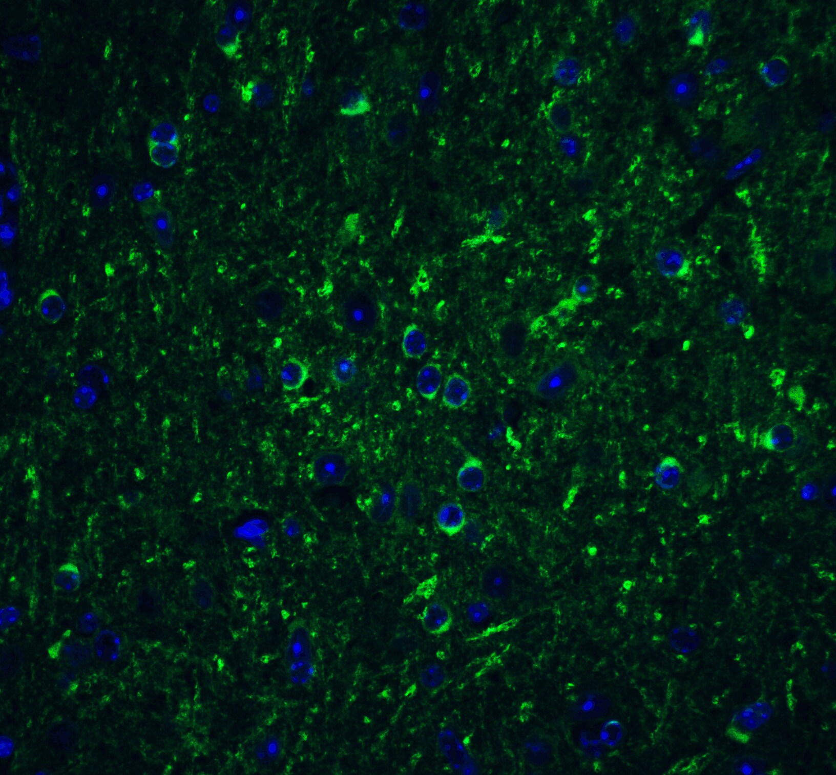 Beclin 1 Antibody - BSA Free