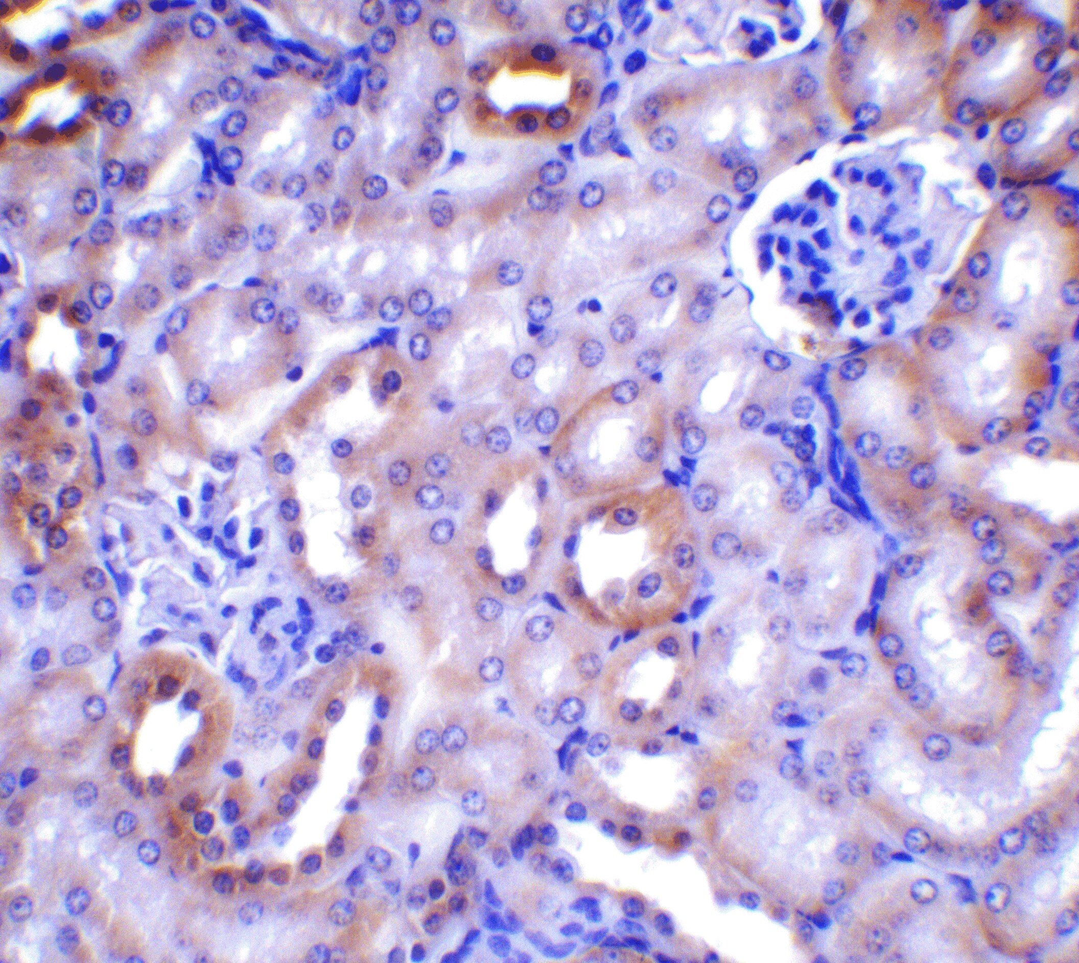 Beclin 1 Antibody - BSA Free
