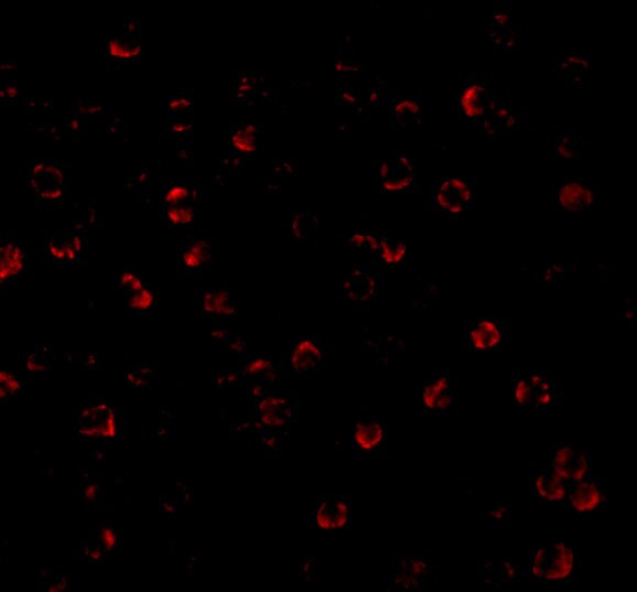 ATG7 Antibody - BSA Free