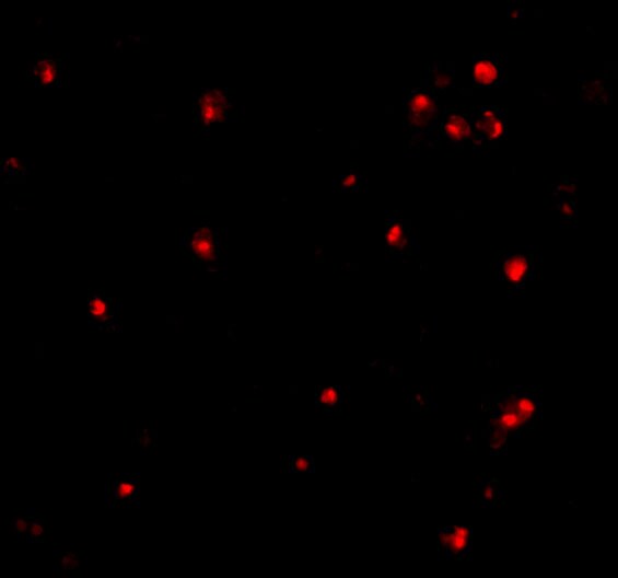 ATG7 Antibody - BSA Free