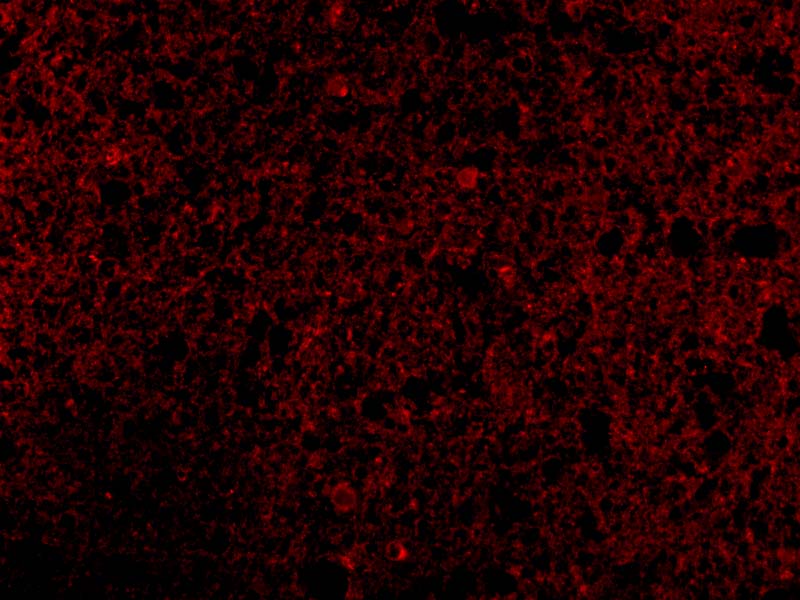 CRMP1 Antibody - BSA Free