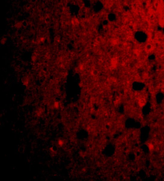 CRMP1 Antibody - BSA Free
