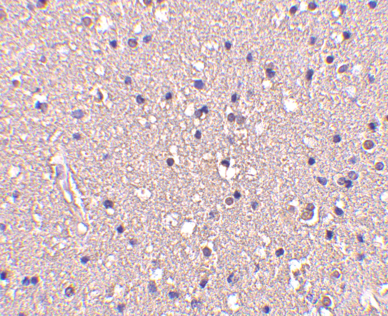 CRMP1 Antibody - BSA Free