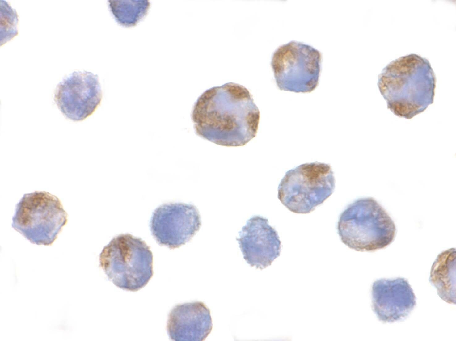 NLRP1/NALP1 Antibody - BSA Free