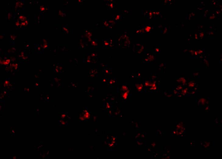NLRP1/NALP1 Antibody - BSA Free