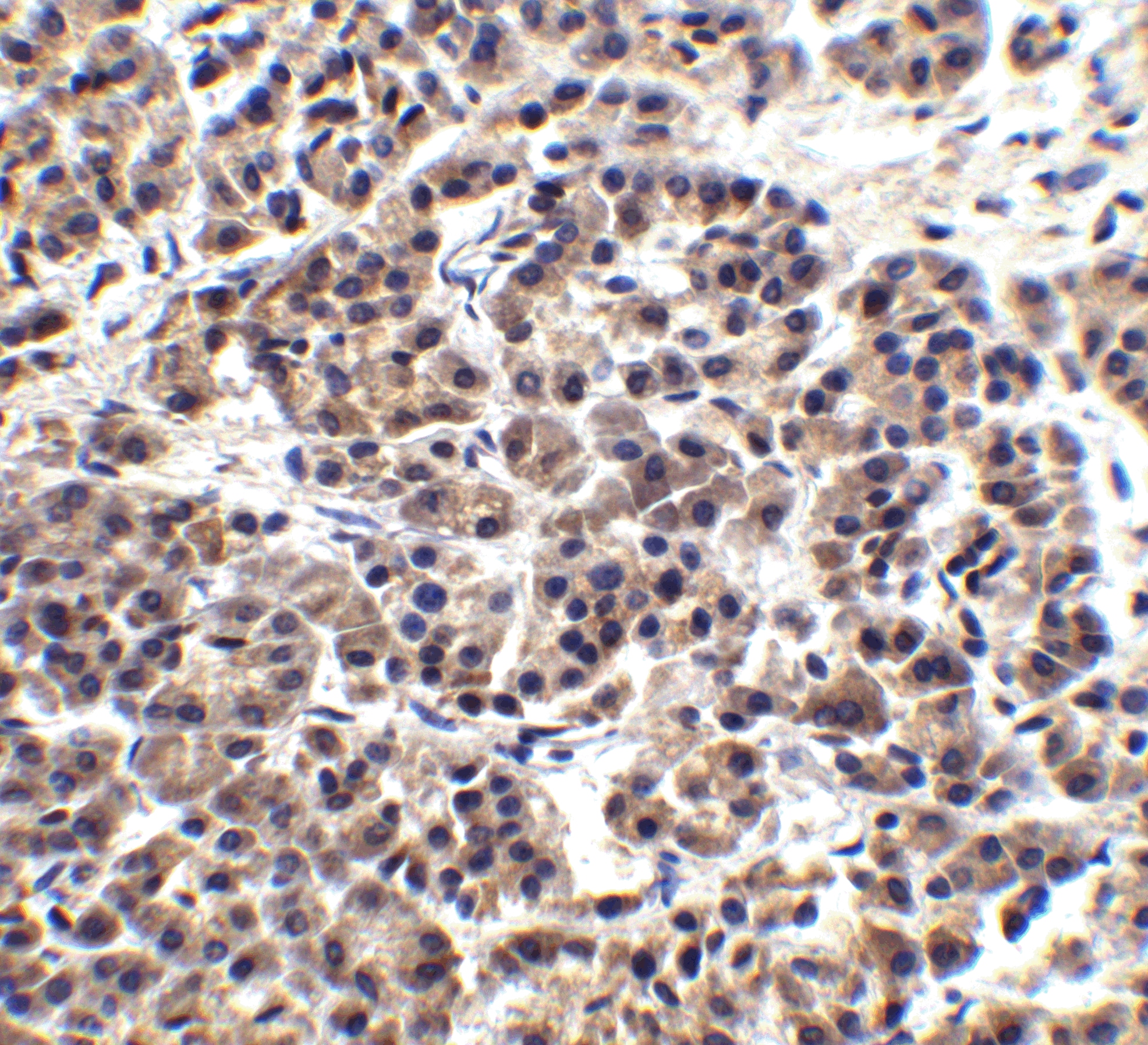 Endo G Antibody - BSA Free