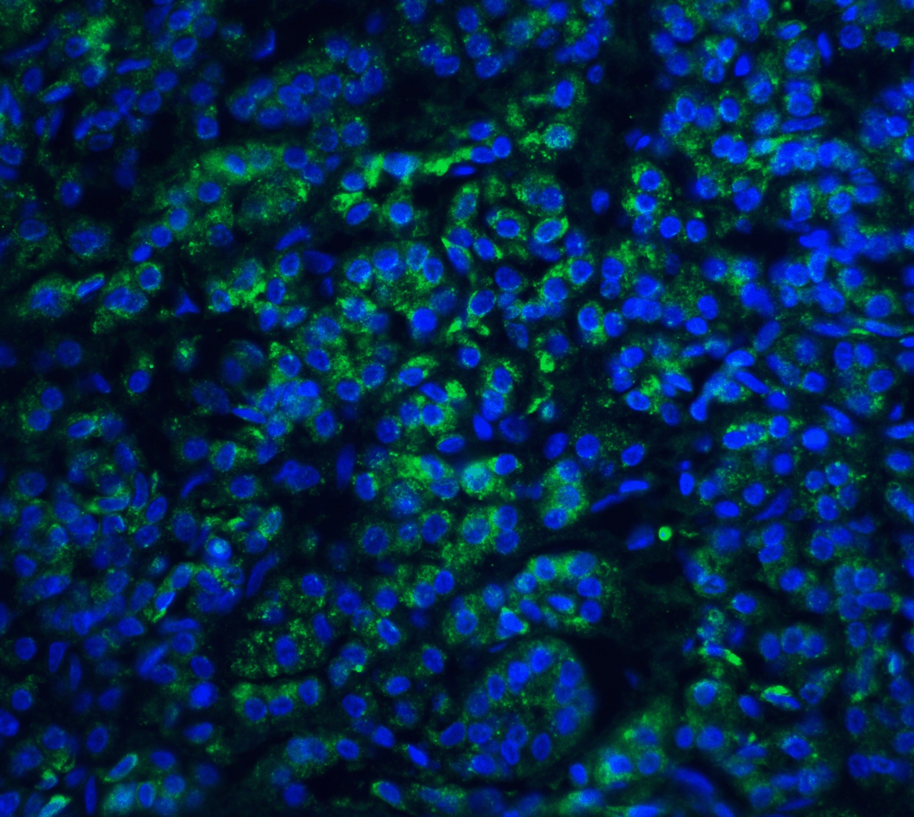 Endo G Antibody - BSA Free