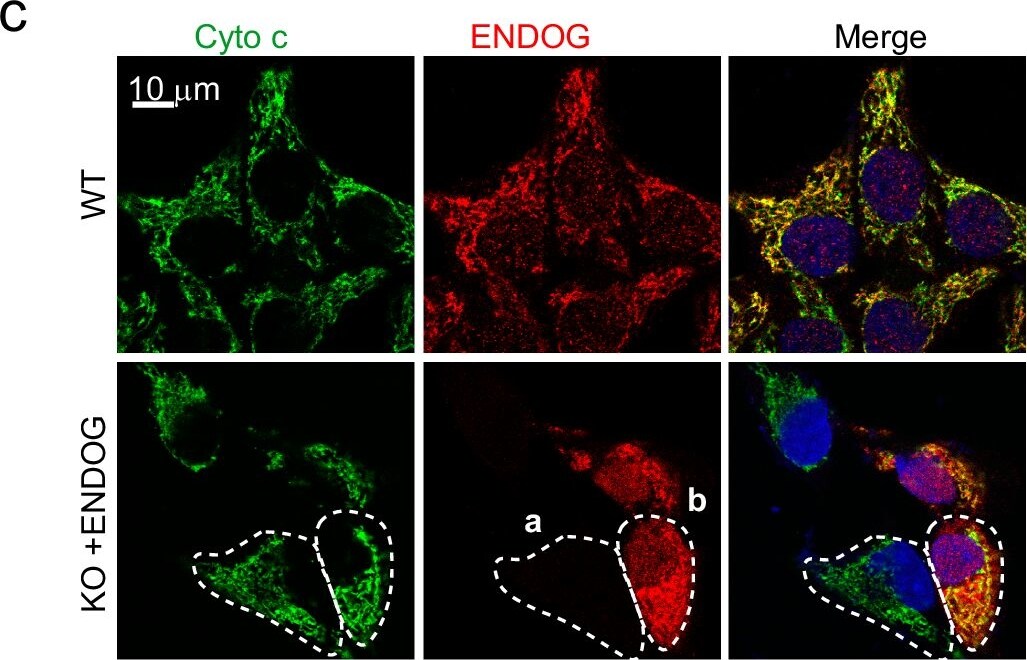 Endo G Antibody - BSA Free