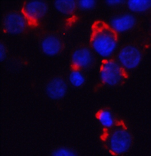 Bmf Antibody - BSA Free