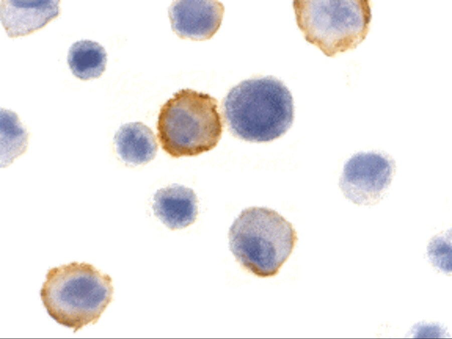 Bmf Antibody - BSA Free