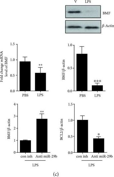 Bmf Antibody - BSA Free