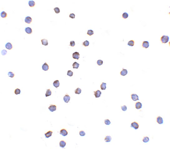 TLR6 Antibody - BSA Free