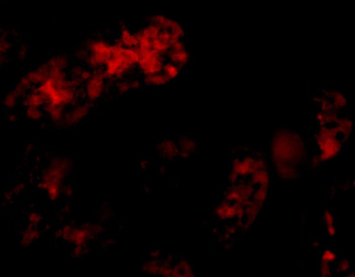 Bmf Antibody - BSA Free