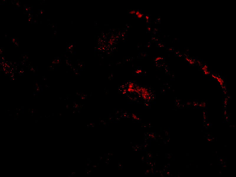 Septin-4 Antibody - BSA Free