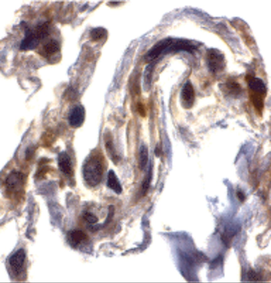 Septin-4 Antibody - BSA Free