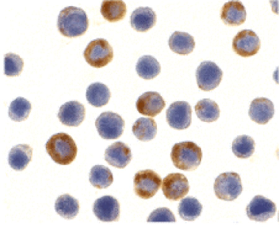 BIRC8 Antibody - BSA Free