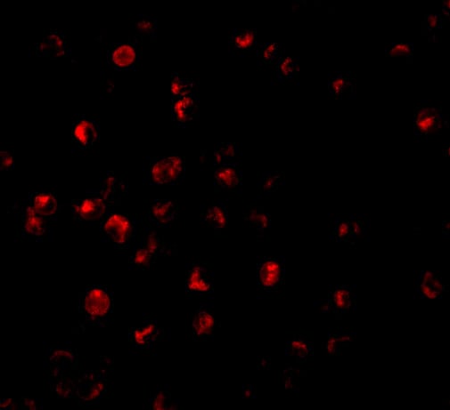 BIRC8 Antibody - BSA Free