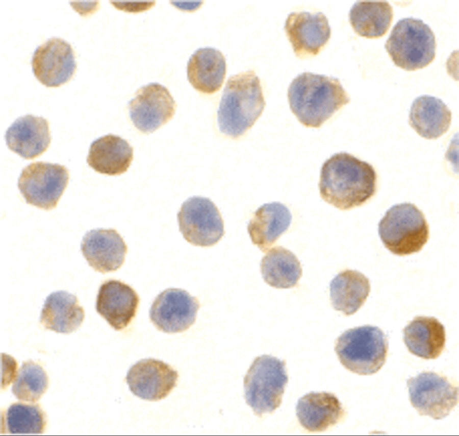 CTRP2 Antibody - BSA Free