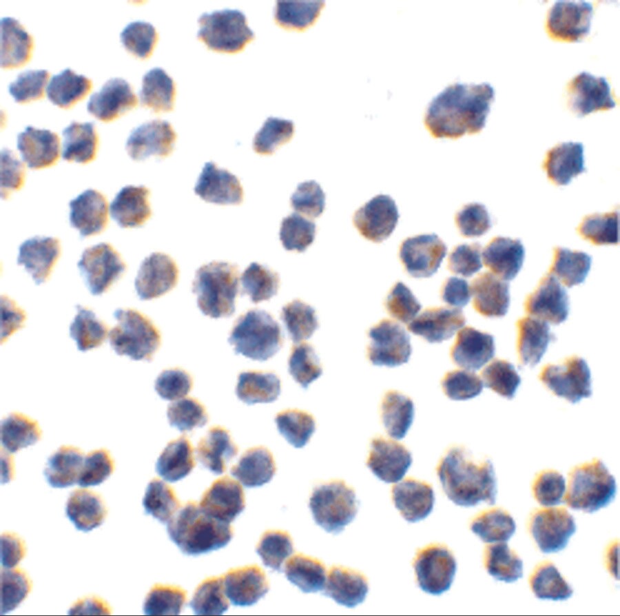 CTRP7 Antibody - BSA Free
