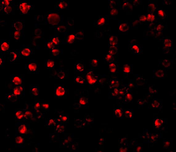 ATF6 Antibody - BSA Free