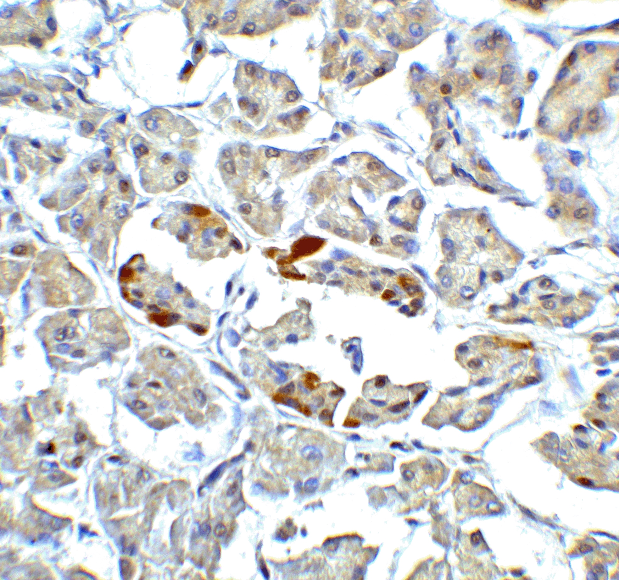 ATF6 Antibody - BSA Free