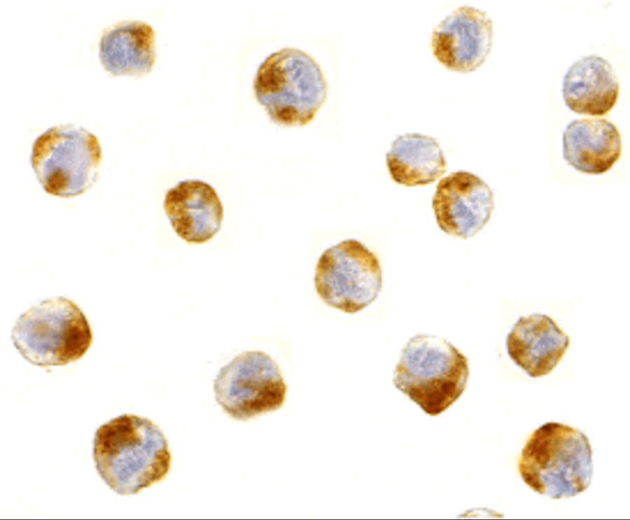 ATF6 Antibody - BSA Free