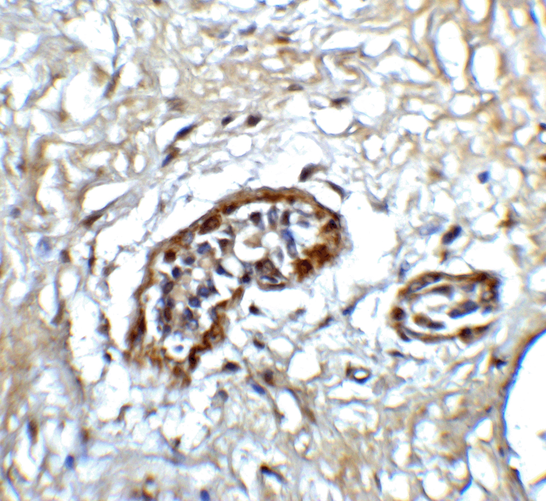 ATF6 Antibody - BSA Free