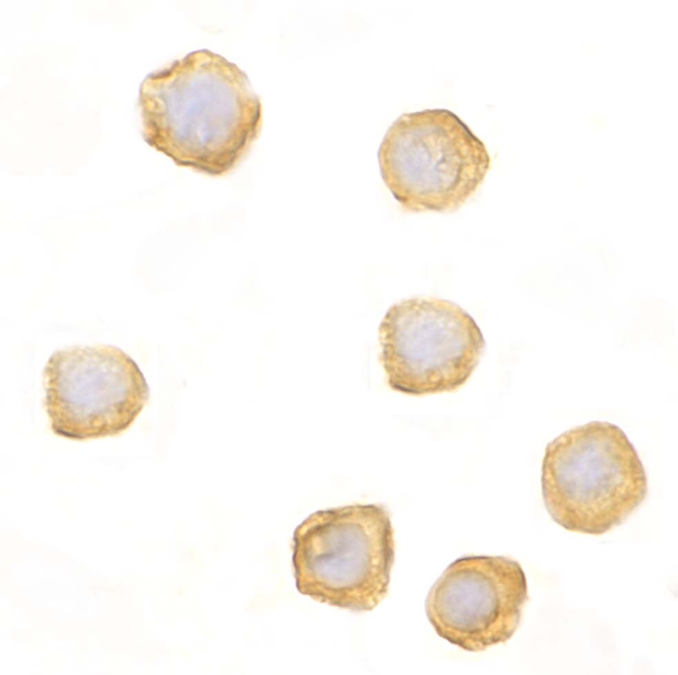 CARD10 Antibody - BSA Free