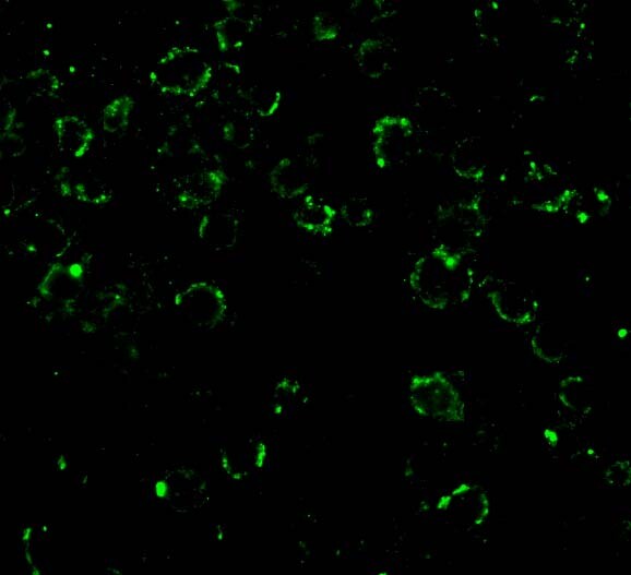 CARD10 Antibody - BSA Free