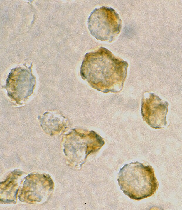 Nudel Antibody - BSA Free