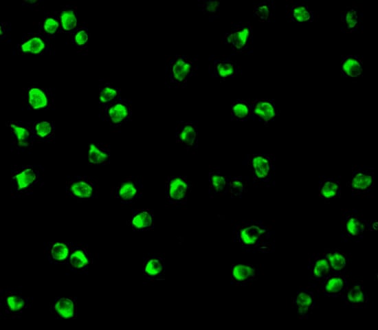 Nudel Antibody - BSA Free