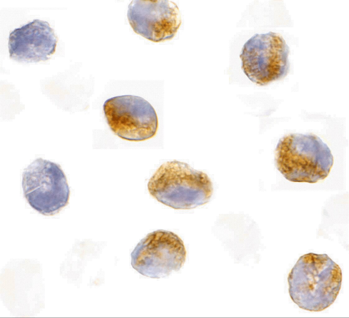 CARD9 Antibody - BSA Free