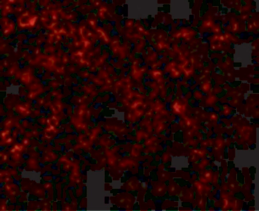 TLR9 Antibody - BSA Free