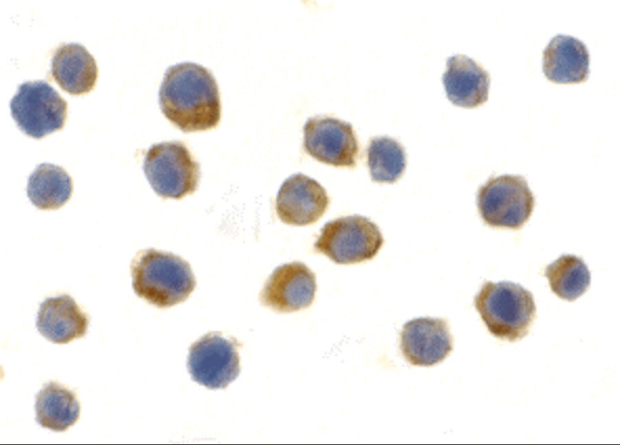 TLR9 Antibody - BSA Free