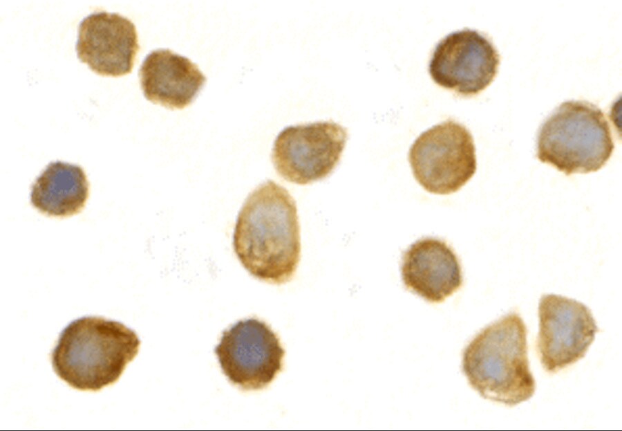 Tollip Antibody - BSA Free
