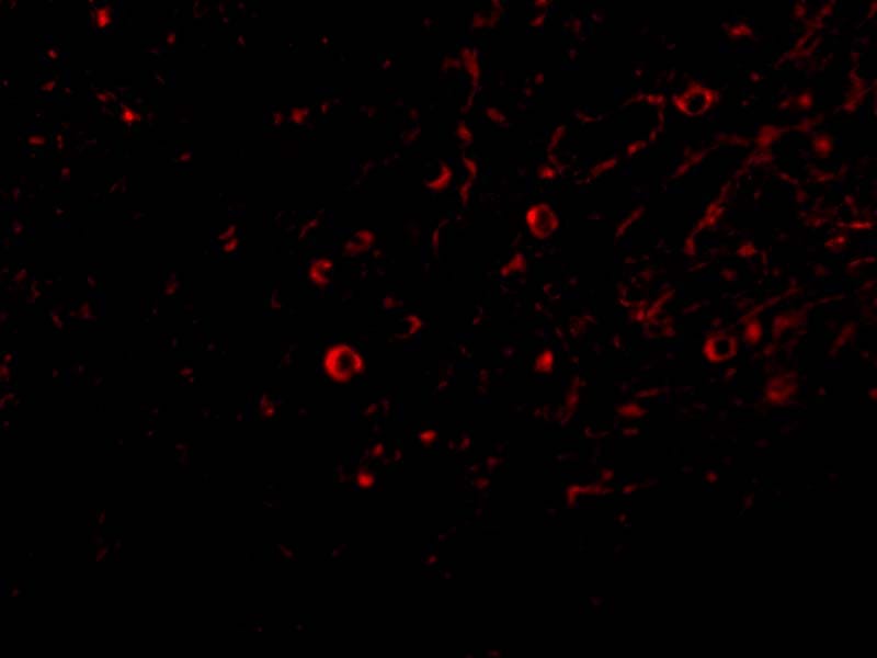 IL-32 Antibody - BSA Free