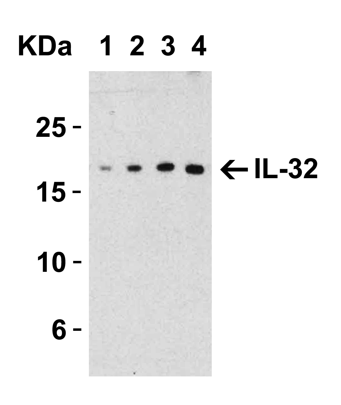 IL-32 Antibody - BSA Free