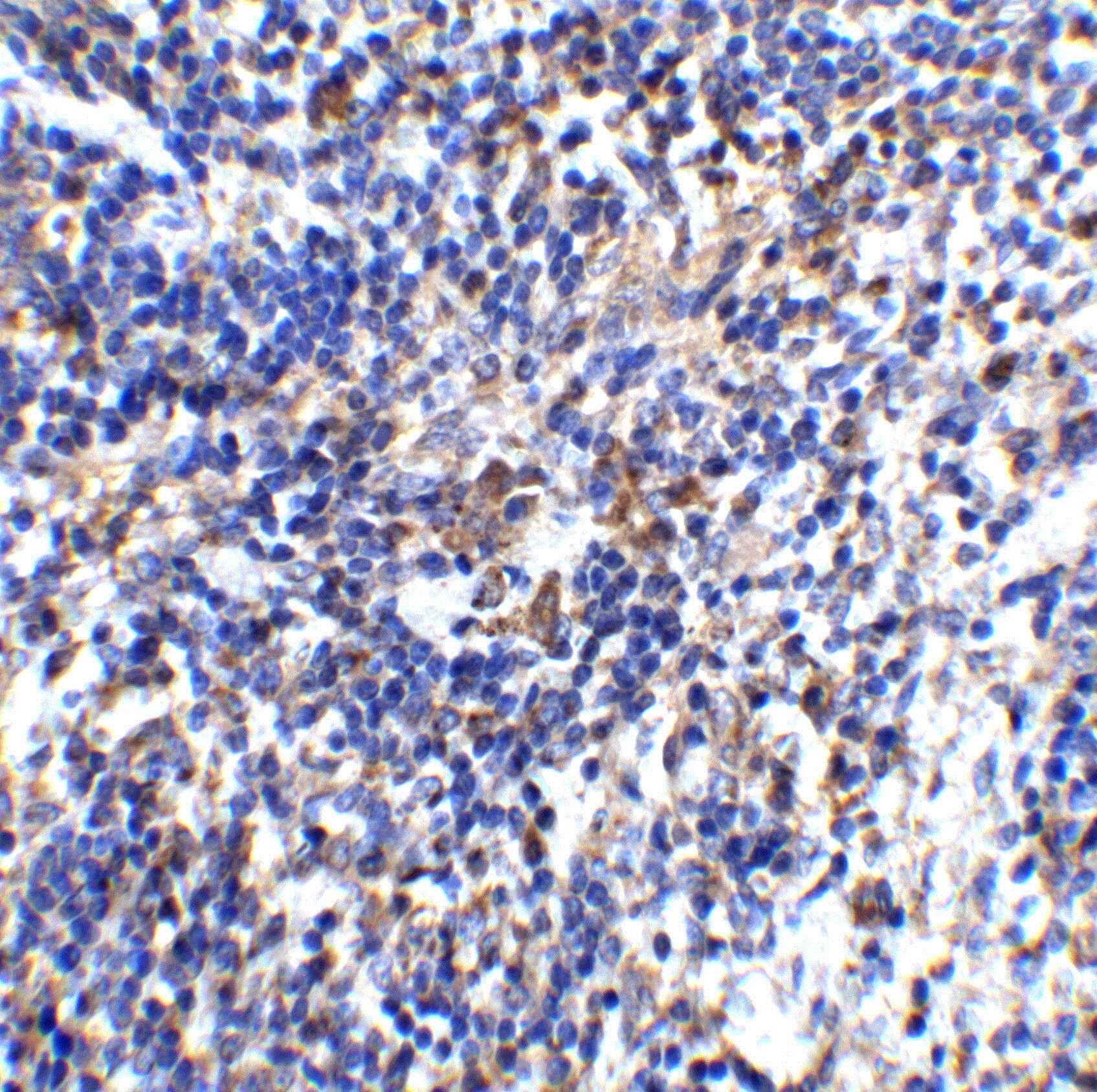 IL-32 Antibody - BSA Free